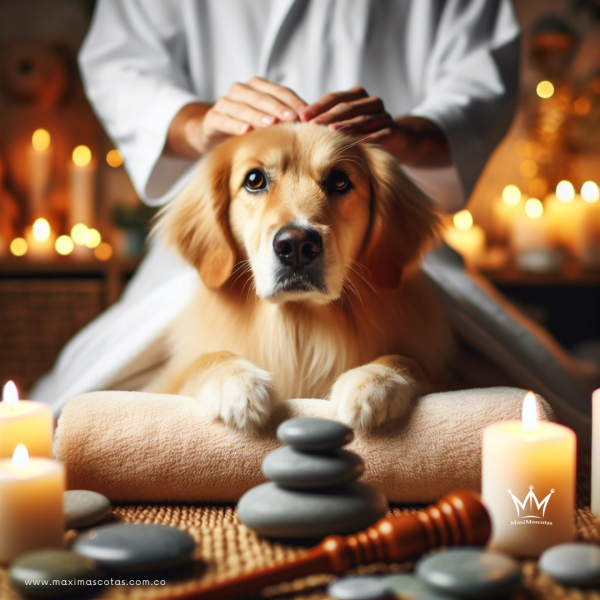 perro golden en terapia de reiki