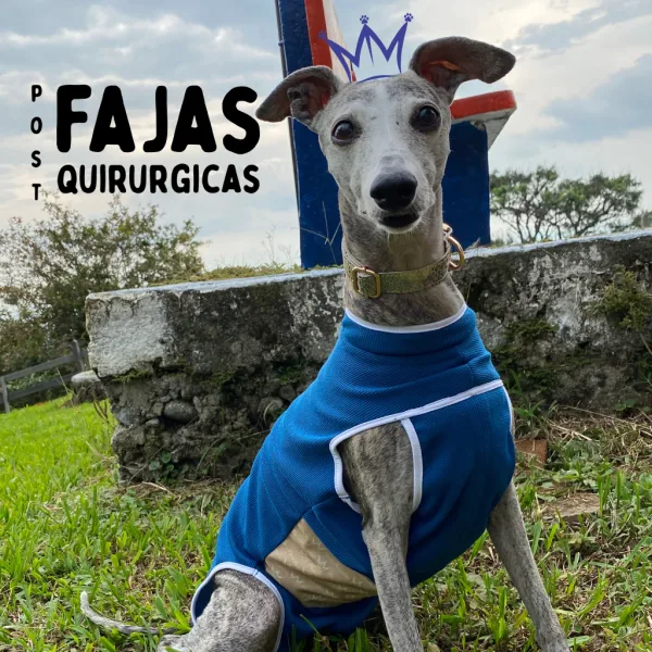 Faja Post Quirúrgica para Perros y Gatos