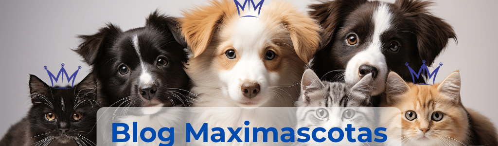 Blog Maximascotas Mascotas hermosas
